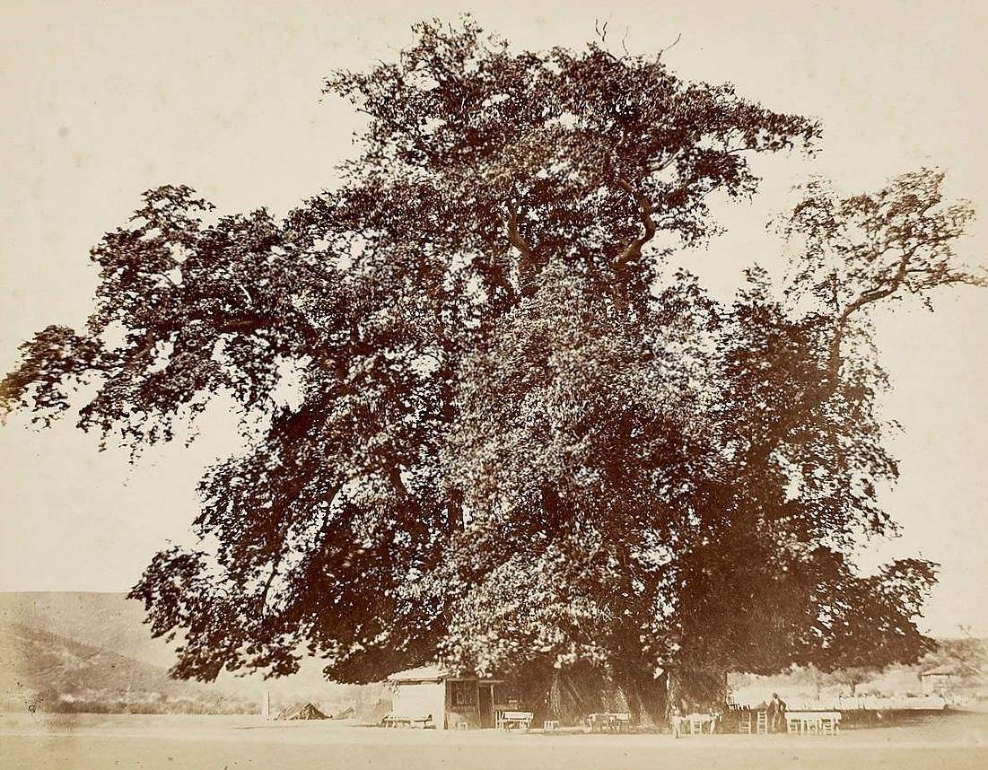 Çayırbaşı, Büyükdere Çınarı, 1868