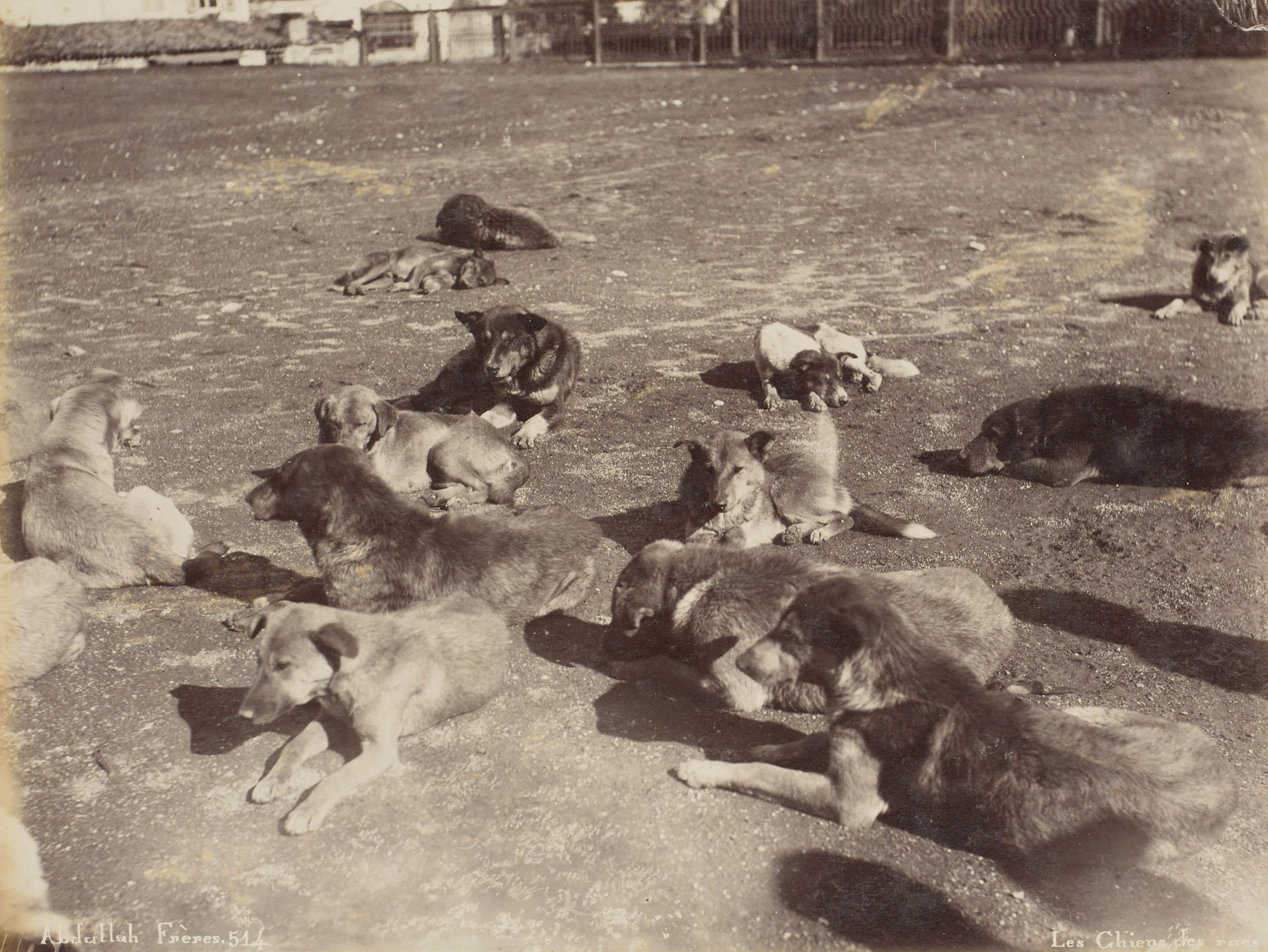 Sokak Köpekleri / Abdullah Fréres