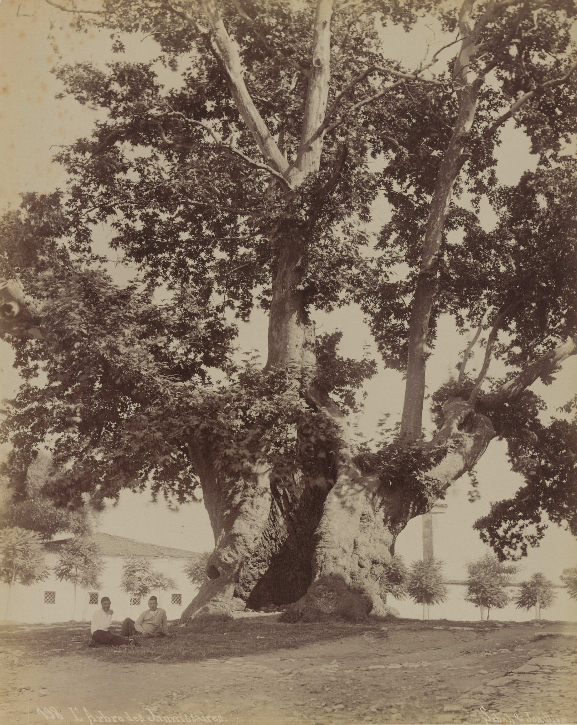 Yeniçeri Ağacı, Topkapı Sarayı / Sébah ve Joaillier Fotoğrafı