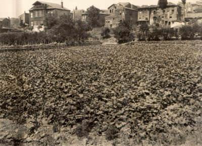 Aksaray Langa Bostanları