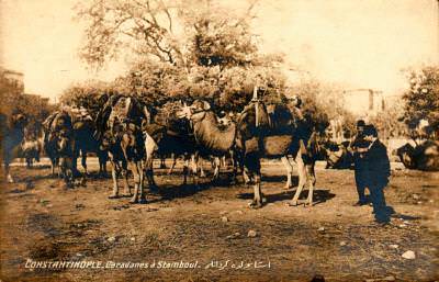 Kömür Taşıyan Develer
