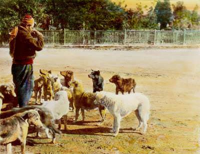 Köpekler Abdullah Fréres Sonradan Renklendirme Fotoğraf