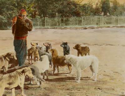 Köpekler Renklendirme Abdullah Fréres Fotoğrafı