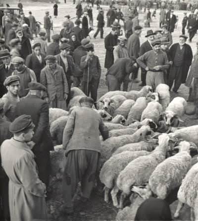 Kurban Bayramı Öncesi Kurban Pazarı