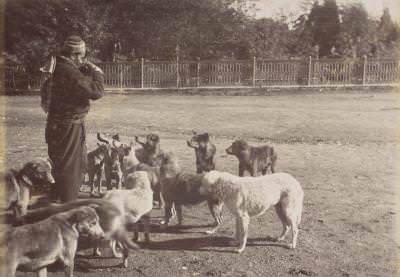 Sokak Köpekleri / 1880s