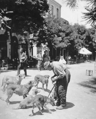 Sokak Köpekleri