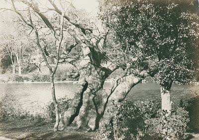 Yıldız Parkı / 1905