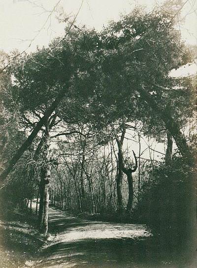 Yıldız Parkı / 1905